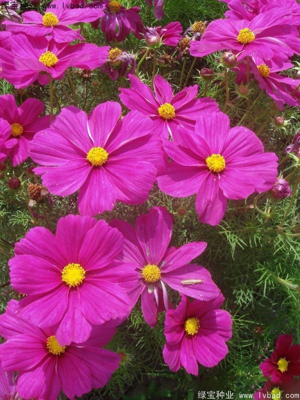 波斯菊<a href='http://njszjj.com/' target='_blank'>種子</a>
