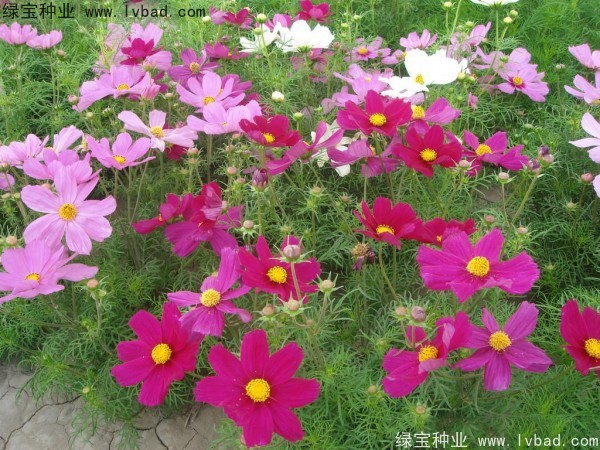<a href='http://njszjj.com/caohuazhongzi/12.html' target='_blank'>波斯菊種子</a>