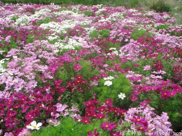 <a href='http://njszjj.com/caohuazhongzi/12.html' target='_blank'>波斯菊種子</a>