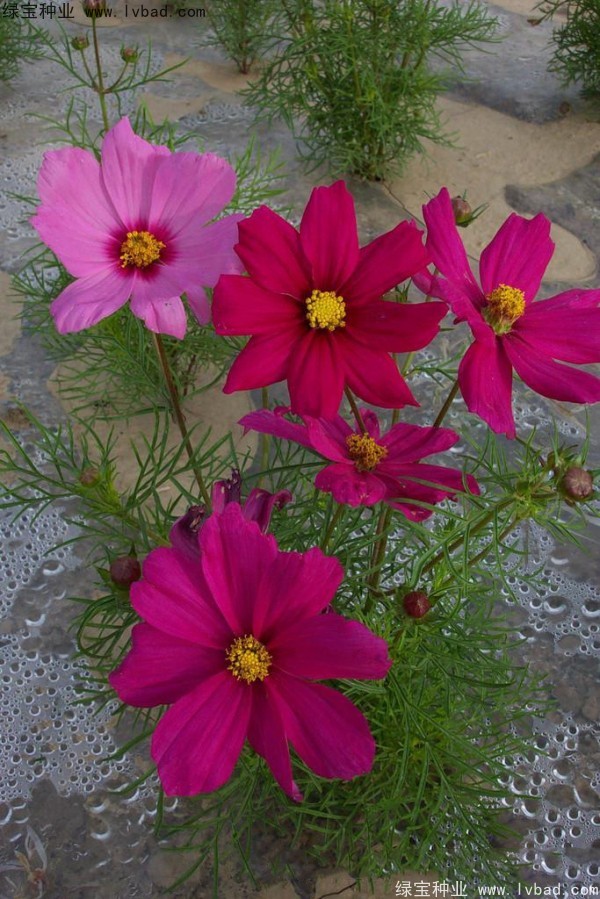 波斯菊<a href='http://njszjj.com/' target='_blank'>種子</a>