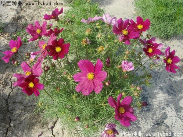 波斯菊<a href='http://njszjj.com/' target='_blank'>種子</a>