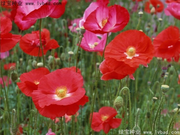 <a href='http://njszjj.com/caohuazhongzi/161.html' target='_blank'>虞美人</a>