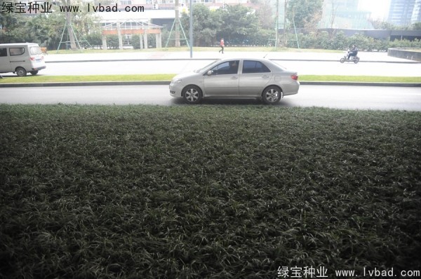 麥冬草<a href='http://njszjj.com/' target='_blank'>種子</a>