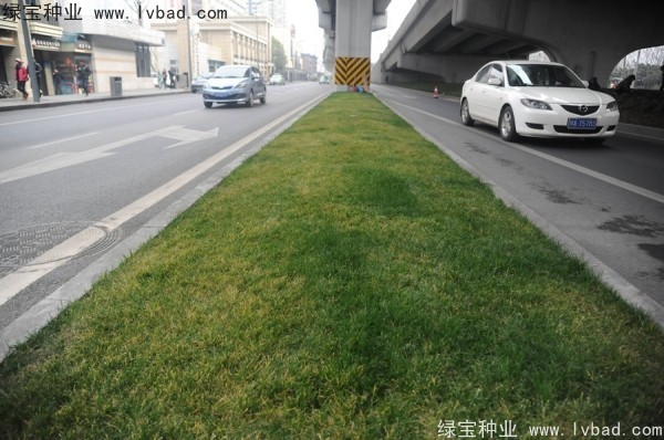 麥冬草<a href='http://njszjj.com/' target='_blank'>種子</a>