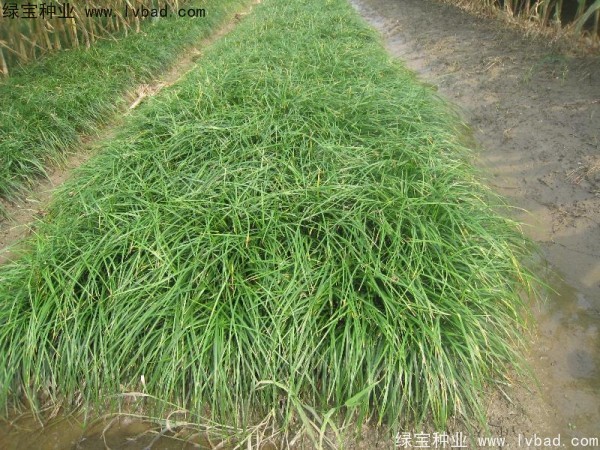 <a href='http://njszjj.com/linmuzhongzi/1695.html' target='_blank'>麥冬草種子</a>