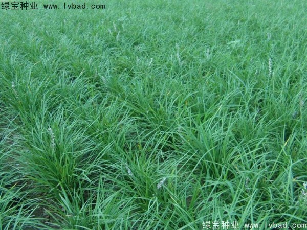 <a href='http://njszjj.com/linmuzhongzi/1695.html' target='_blank'>麥冬草</a><a href='http://njszjj.com/' target='_blank'>種子</a>