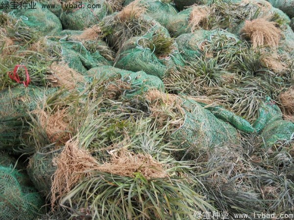 <a href='http://njszjj.com/linmuzhongzi/1695.html' target='_blank'>麥冬草種子</a>