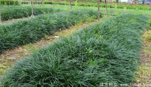 <a href='http://njszjj.com/linmuzhongzi/1695.html' target='_blank'>麥冬草種子</a>