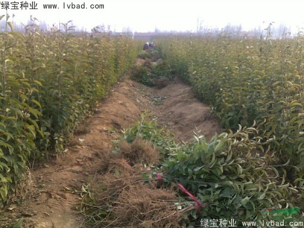 <a href='http://njszjj.com/linmuzhongzi/1696.html' target='_blank'>大葉女貞種子</a>