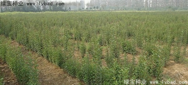 <a href='http://njszjj.com/linmuzhongzi/1696.html' target='_blank'>大葉女貞種子</a>