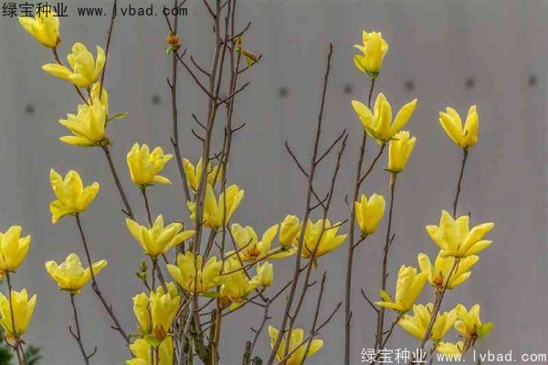 <a href='http://njszjj.com/linmuzhongzi/1697.html' target='_blank'>黃玉蘭</a>