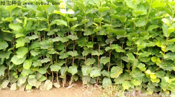 <a href='http://njszjj.com/linmuzhongzi/1697.html' target='_blank'>黃玉蘭</a>