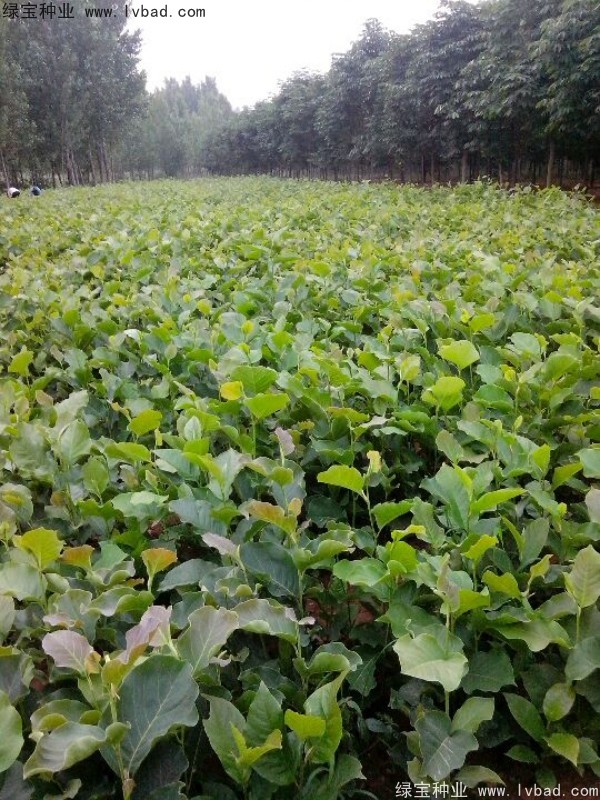 黃<a href='http://njszjj.com/linmuzhongzi/1813.html' target='_blank'>玉蘭</a>