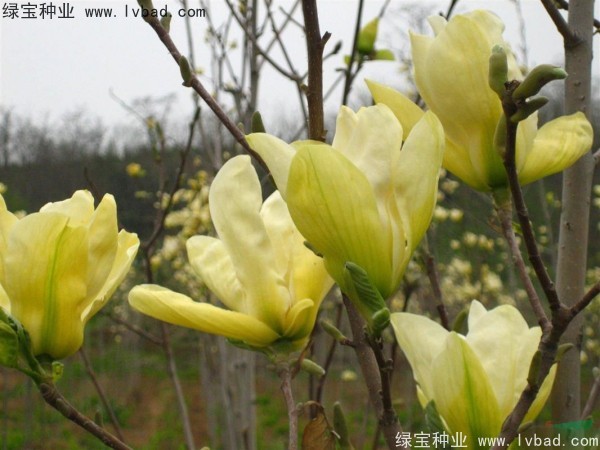 黃<a href='http://njszjj.com/linmuzhongzi/1813.html' target='_blank'>玉蘭</a>