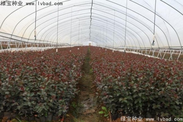 紫薇<a href='http://njszjj.com/' target='_blank'>種子</a>