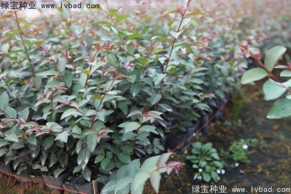 <a href='http://njszjj.com/linmuzhongzi/1698.html' target='_blank'>紫薇種子</a>