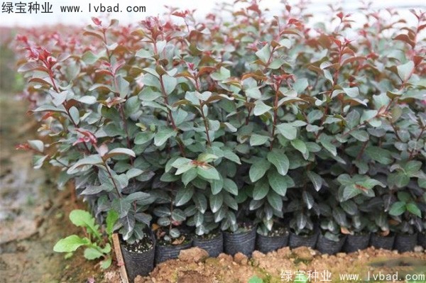 <a href='http://njszjj.com/linmuzhongzi/1698.html' target='_blank'>紫薇種子</a>