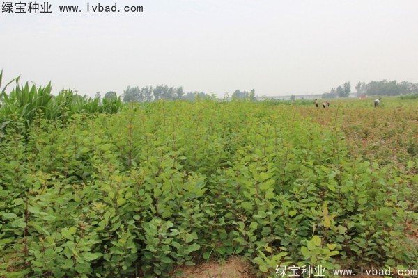 黃櫨<a href='http://njszjj.com/' target='_blank'>種子</a>