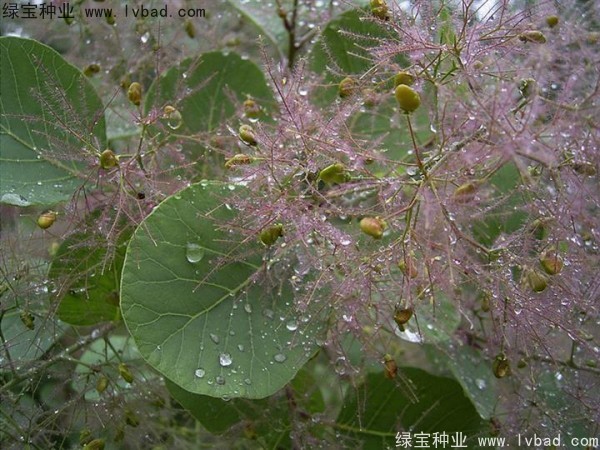 <a href='http://njszjj.com/linmuzhongzi/1699.html' target='_blank'>黃櫨種子</a>