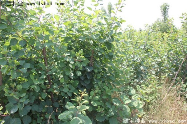 黃櫨<a href='http://njszjj.com/' target='_blank'>種子</a>