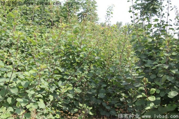 <a href='http://njszjj.com/linmuzhongzi/1699.html' target='_blank'>黃櫨種子</a>