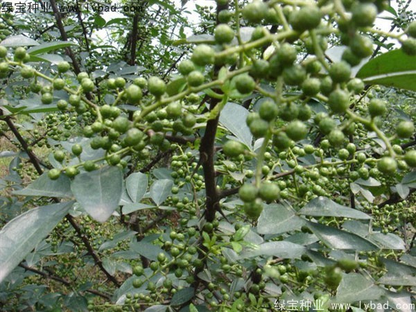 <a href='http://njszjj.com/linmuzhongzi/1701.html' target='_blank'>花椒種子</a>