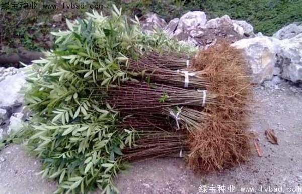 <a href='http://njszjj.com/linmuzhongzi/1701.html' target='_blank'>花椒</a><a href='http://njszjj.com/' target='_blank'>種子</a>
