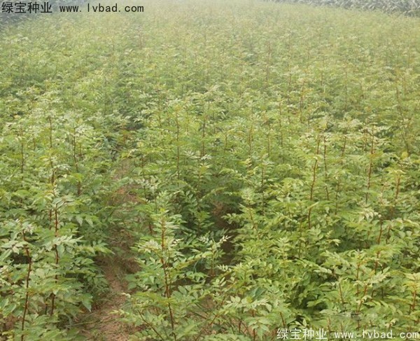 <a href='http://njszjj.com/linmuzhongzi/1701.html' target='_blank'>花椒種子</a>