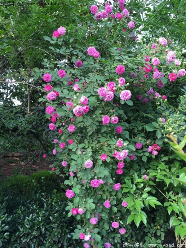 薔薇<a href='http://njszjj.com/' target='_blank'>種子</a>