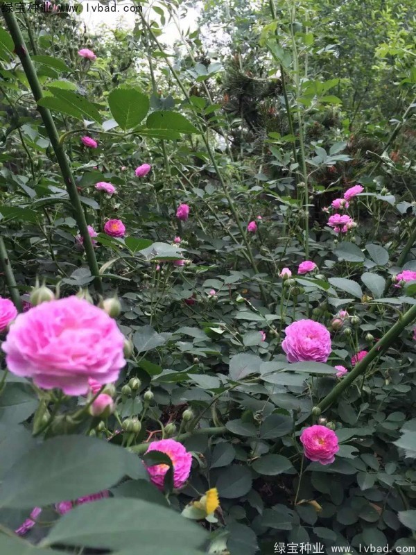 <a href='http://njszjj.com/linmuzhongzi/1702.html' target='_blank'>薔薇種子</a>
