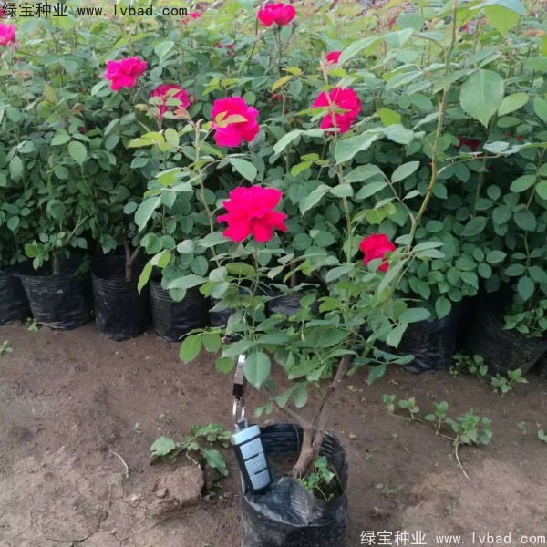 <a href='http://njszjj.com/linmuzhongzi/1702.html' target='_blank'>薔薇</a><a href='http://njszjj.com/' target='_blank'>種子</a>