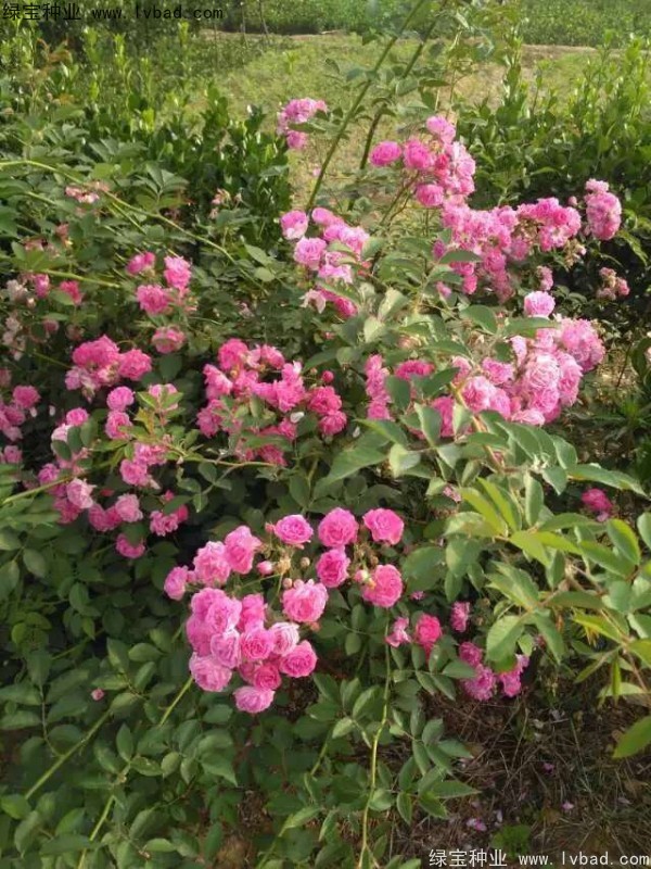 <a href='http://njszjj.com/linmuzhongzi/1702.html' target='_blank'>薔薇</a><a href='http://njszjj.com/' target='_blank'>種子</a>
