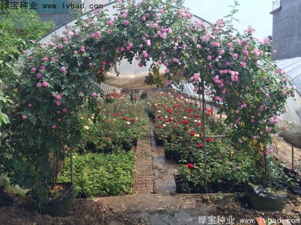 <a href='http://njszjj.com/linmuzhongzi/1702.html' target='_blank'>薔薇種子</a>