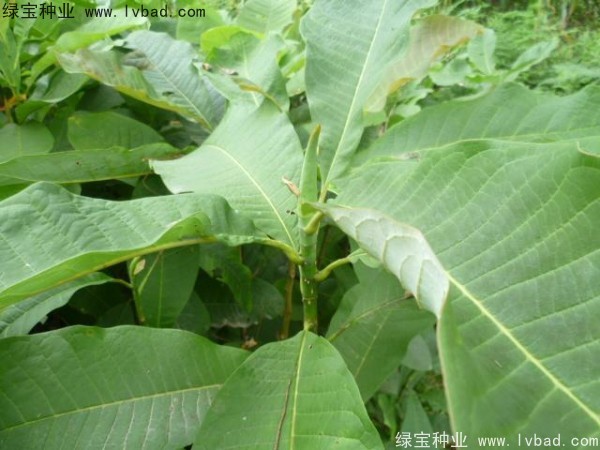 <a href='http://njszjj.com/linmuzhongzi/1703.html' target='_blank'>厚樸種子</a>