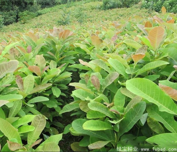 厚樸<a href='http://njszjj.com/' target='_blank'>種子</a>