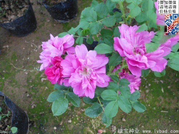 <a href='http://njszjj.com/linmuzhongzi/1704.html' target='_blank'>玫瑰花種子</a>