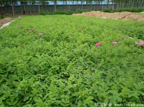 <a href='http://njszjj.com/linmuzhongzi/1704.html' target='_blank'>玫瑰花</a><a href='http://njszjj.com/' target='_blank'>種子</a>