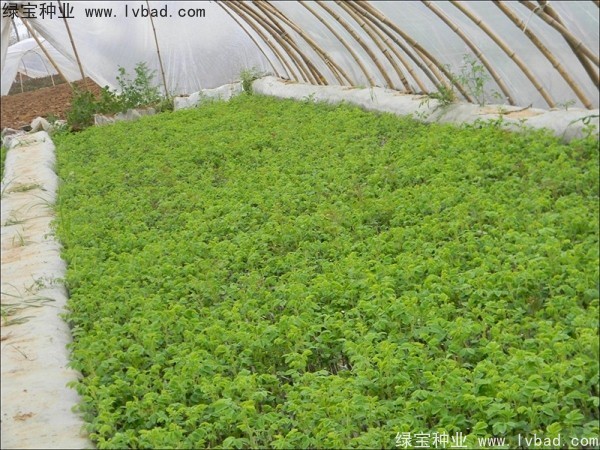 <a href='http://njszjj.com/linmuzhongzi/1704.html' target='_blank'>玫瑰花種子</a>