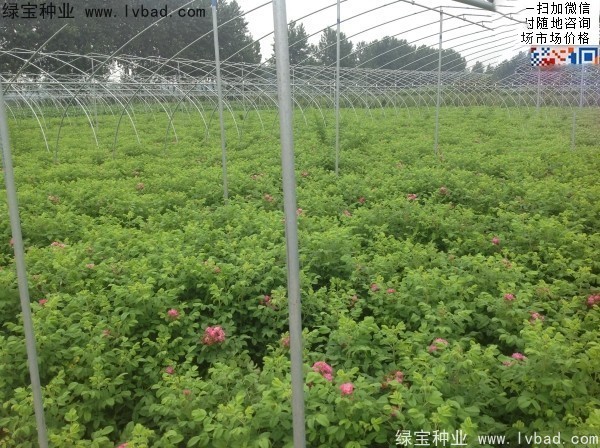 玫瑰花<a href='http://njszjj.com/' target='_blank'>種子</a>