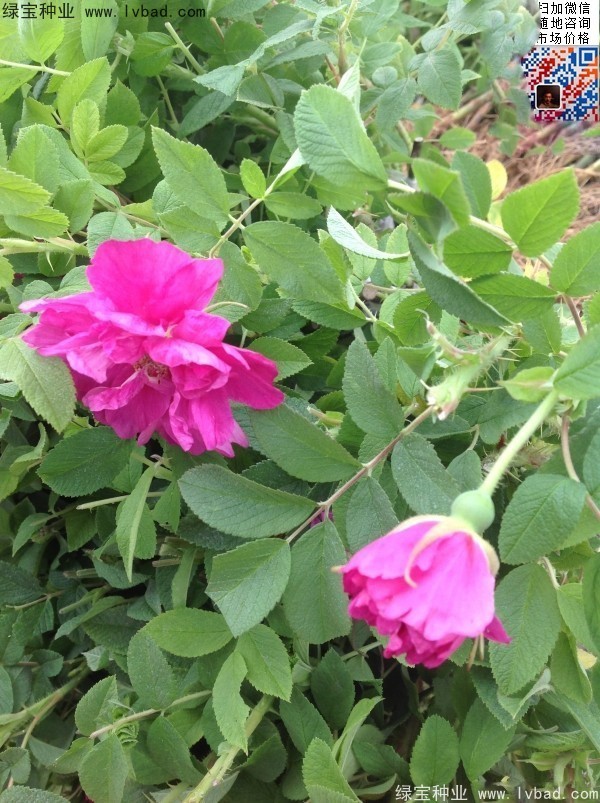 <a href='http://njszjj.com/linmuzhongzi/1704.html' target='_blank'>玫瑰花種子</a>