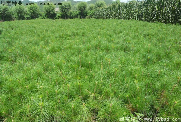 <a href='http://njszjj.com/linmuzhongzi/1705.html' target='_blank'>華山松種子</a>