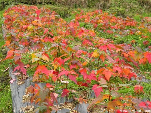 <a href='http://njszjj.com/linmuzhongzi/1706.html' target='_blank'>紅楓種子</a>