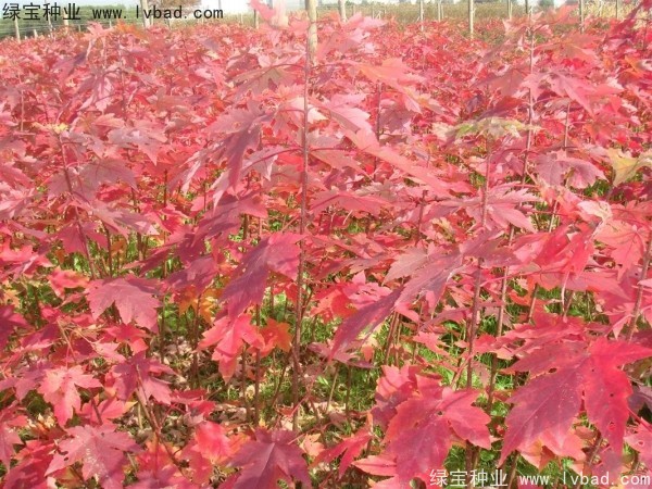 紅楓<a href='http://njszjj.com/' target='_blank'>種子</a>