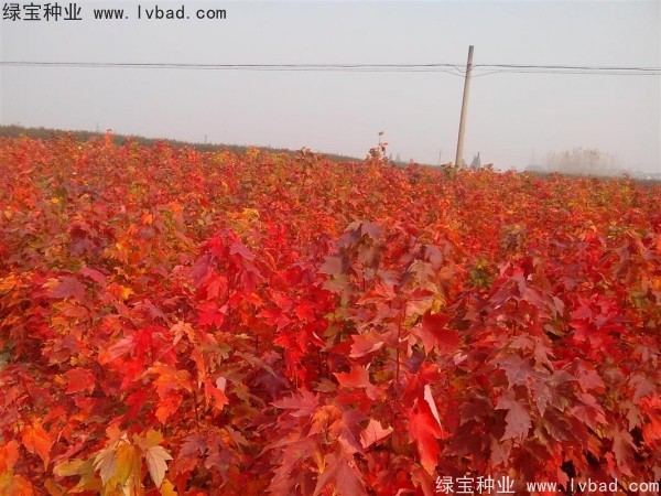 <a href='http://njszjj.com/linmuzhongzi/1706.html' target='_blank'>紅楓種子</a>