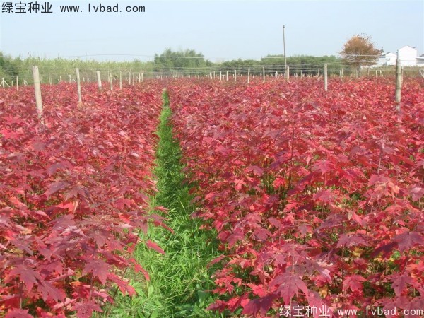<a href='http://njszjj.com/linmuzhongzi/1706.html' target='_blank'>紅楓</a><a href='http://njszjj.com/' target='_blank'>種子</a>