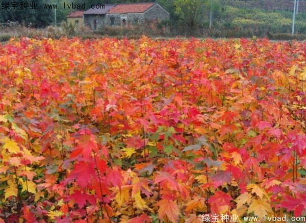 紅楓<a href='http://njszjj.com/' target='_blank'>種子</a>