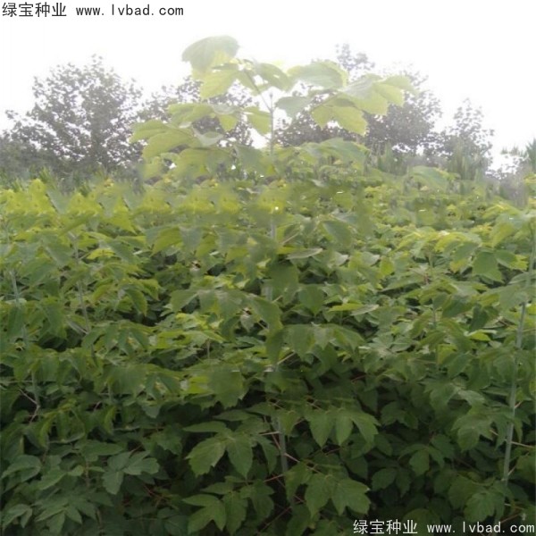 <a href='http://njszjj.com/linmuzhongzi/1707.html' target='_blank'>糖槭種子</a>