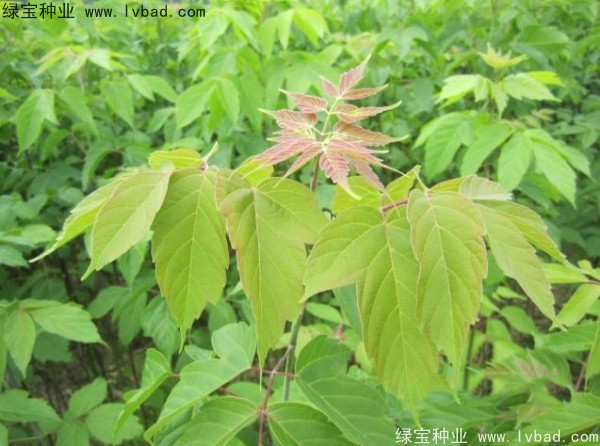 <a href='http://njszjj.com/linmuzhongzi/1707.html' target='_blank'>糖槭種子</a>