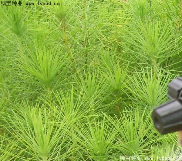 <a href='http://njszjj.com/linmuzhongzi/1708.html' target='_blank'>馬尾松種子</a>