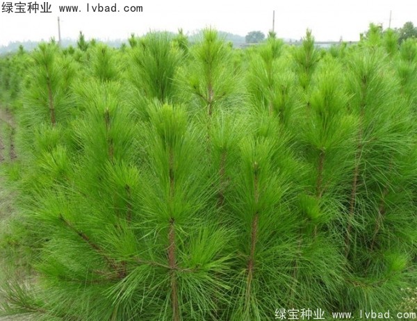 <a href='http://njszjj.com/linmuzhongzi/1708.html' target='_blank'>馬尾松種子</a>